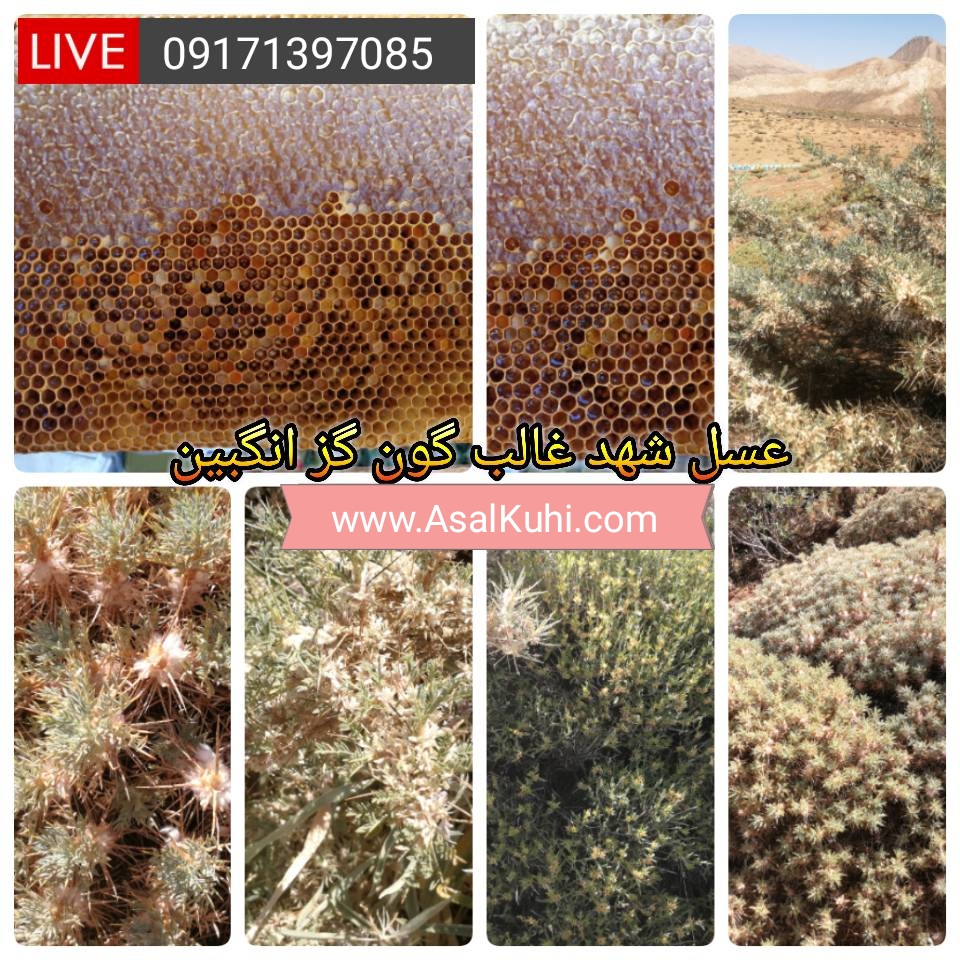 خرید اینترنتی عسل طبیعی با موم